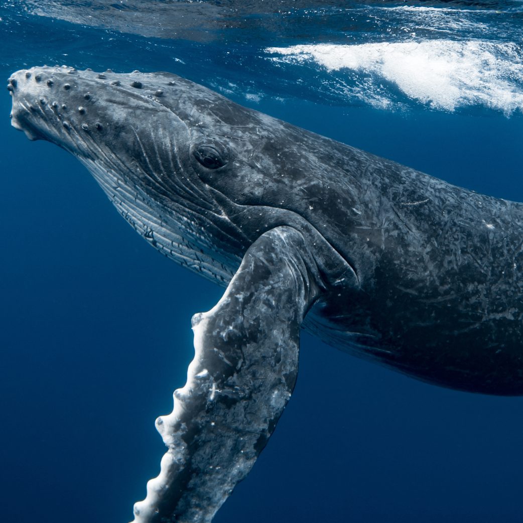 Ein Kajakfahrer wurde in Chile kurzzeitig von Buckelwal verschluckt.