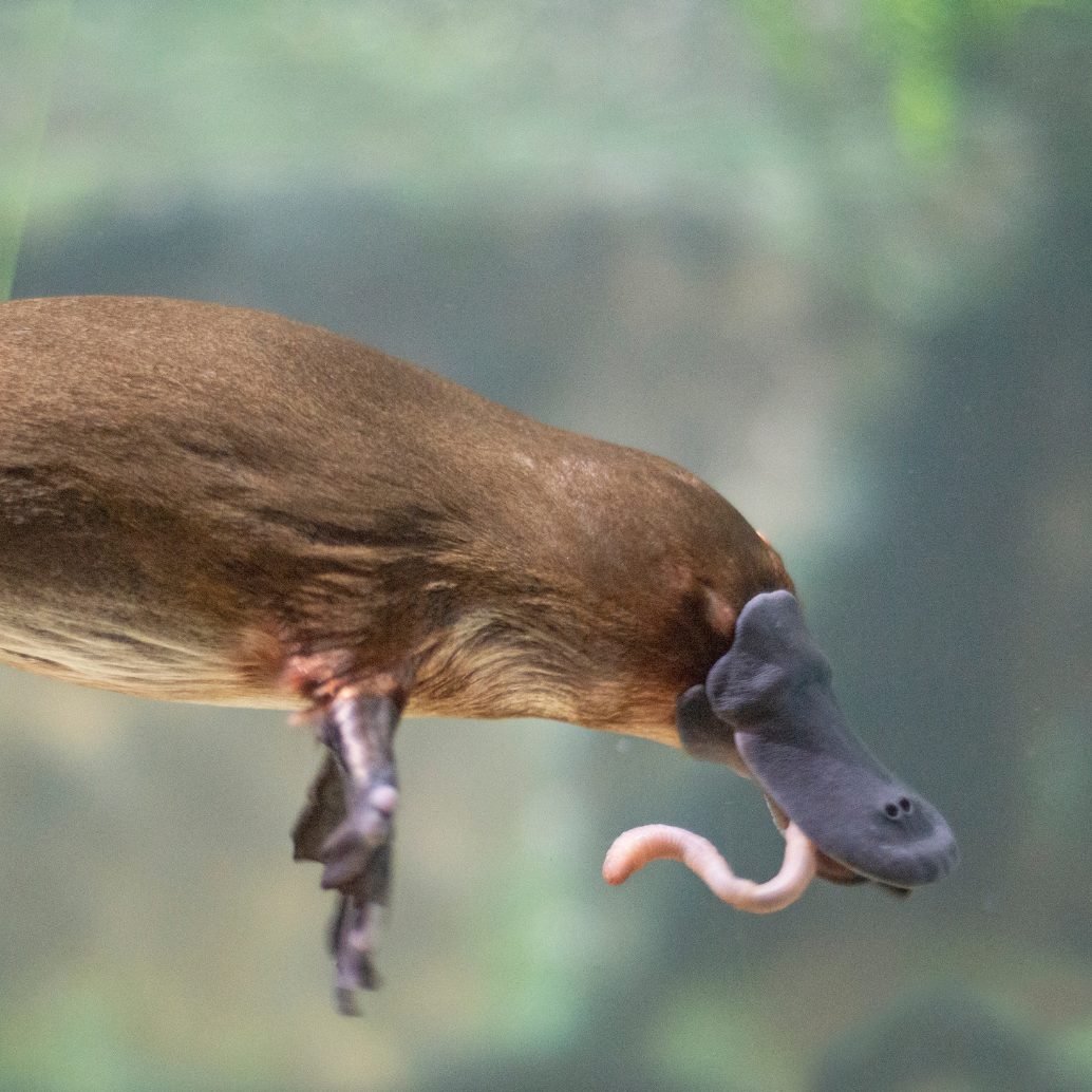 Tierarten, welche in den nächsten 10 Jahren aussterben könnten.