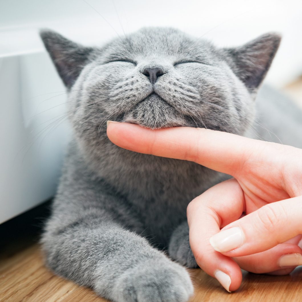 Dieser simple Trick lässt deine Katze schnurren.