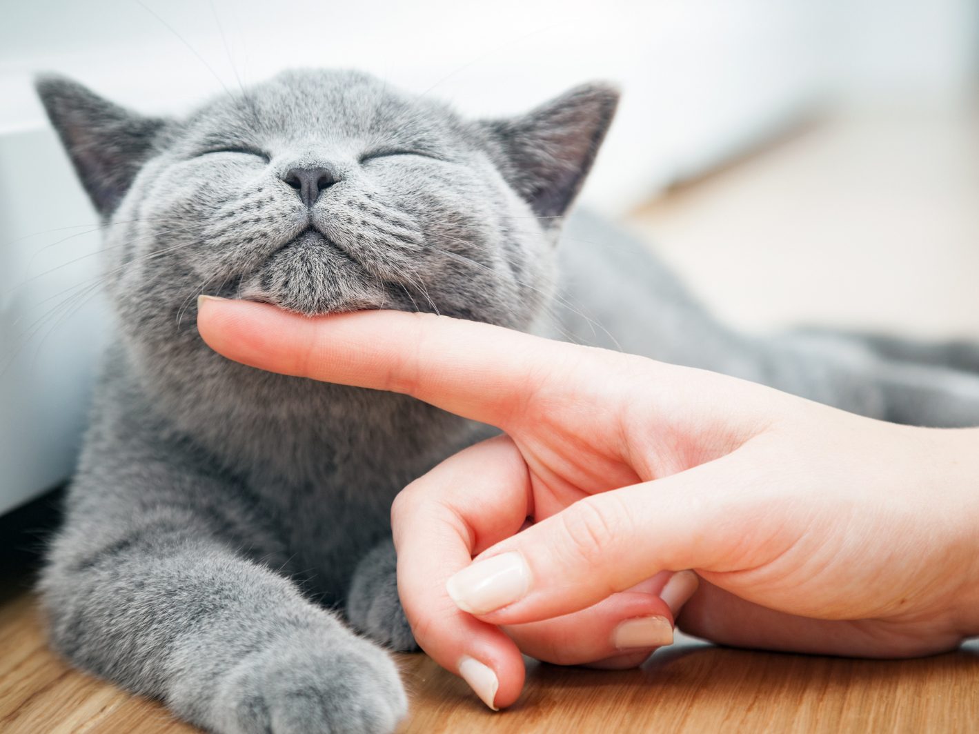 Dieser simple Trick lässt deine Katze schnurren.