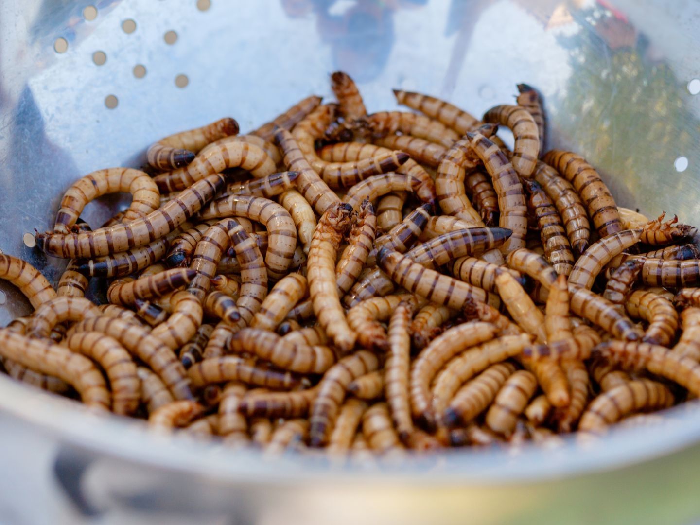 Due EU erlaubt die UV-Behandlung für Insektenpulver in Lebensmitteln.