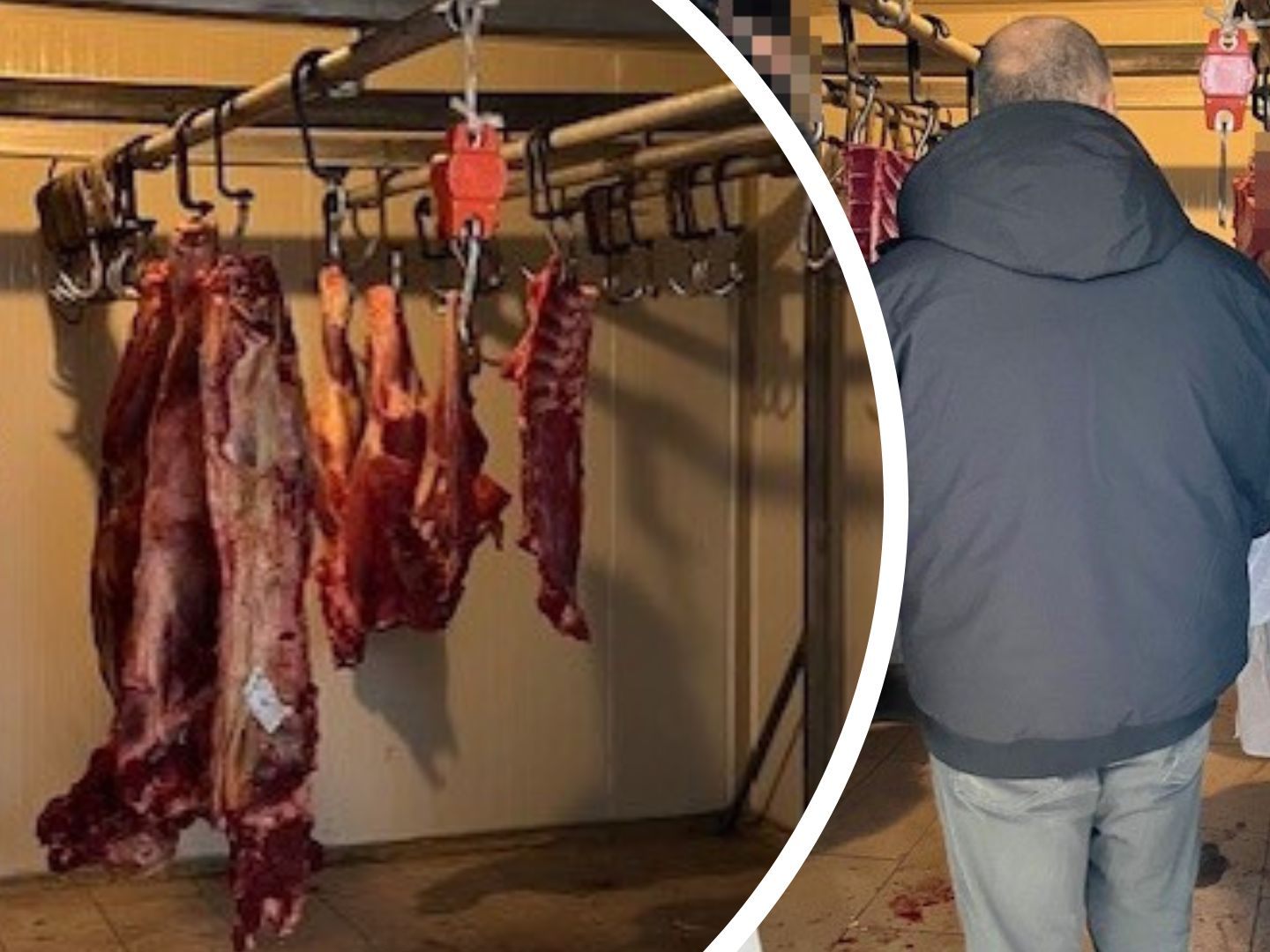 Die Gruppe Sofortmaßnahmen deckte eine weitere illegale Fleischerei in Wien auf. Die Gruppe Sofortmaßnahmen deckte eine weitere illegale Fleischerei in Wien auf.