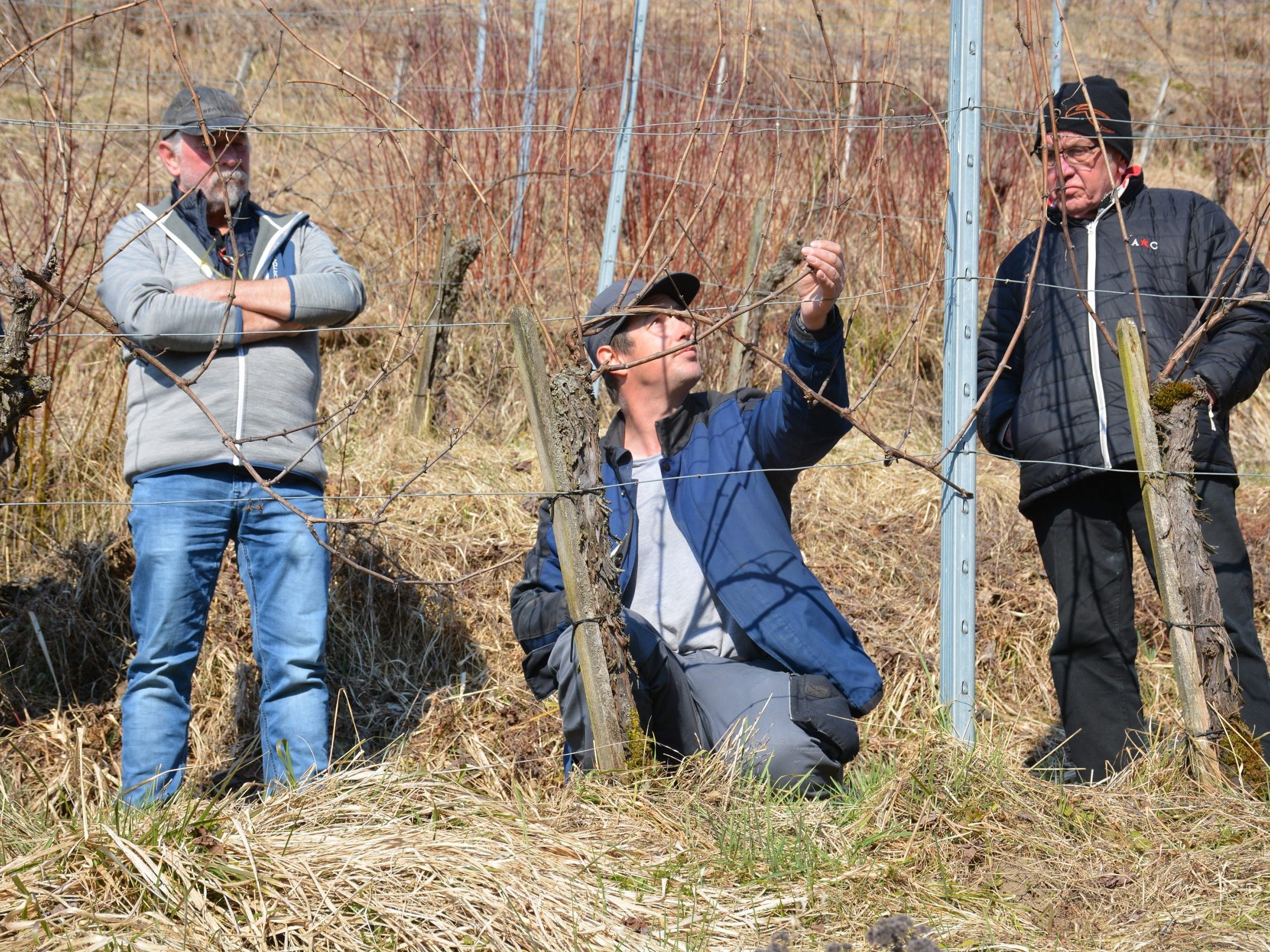 Rebenschnittkurs OGV Sulz-Röthis