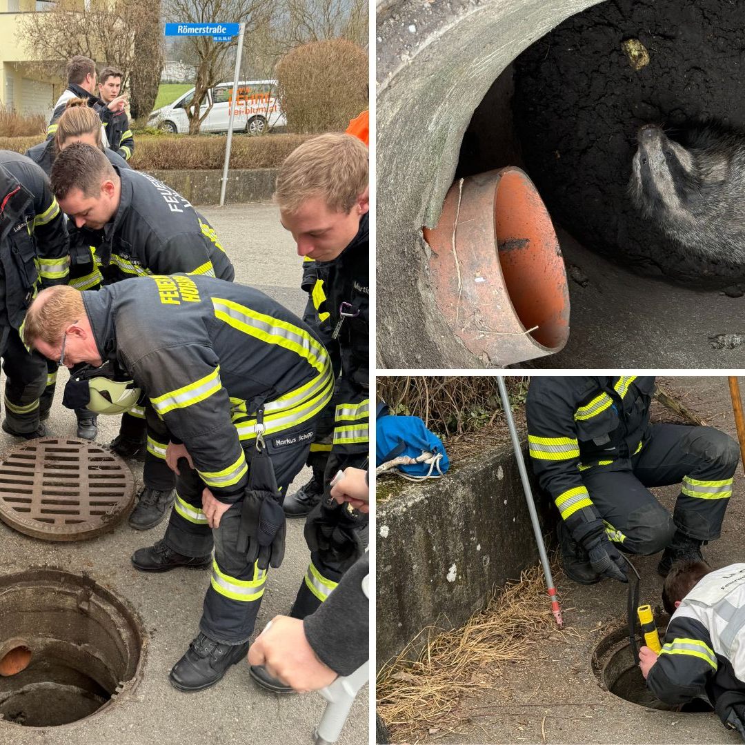 Ein Dachs sorgte für einen Einsatz in Hörbranz.