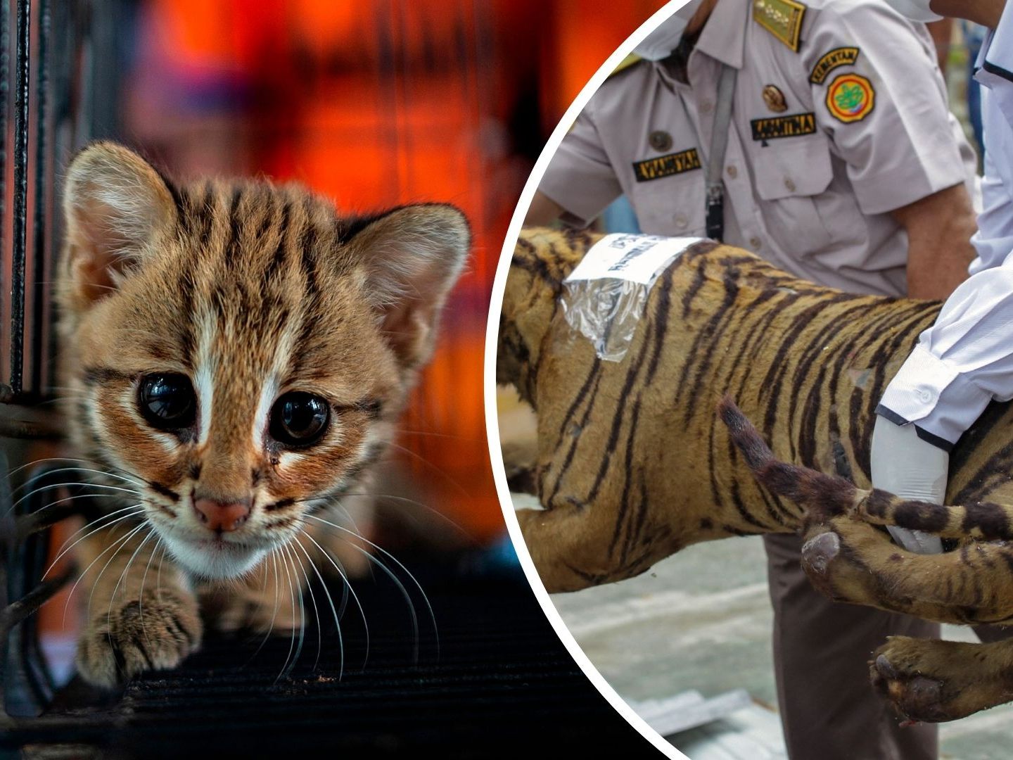Wildtierhandel in Indonesien. Wildtierhandel in Indonesien.