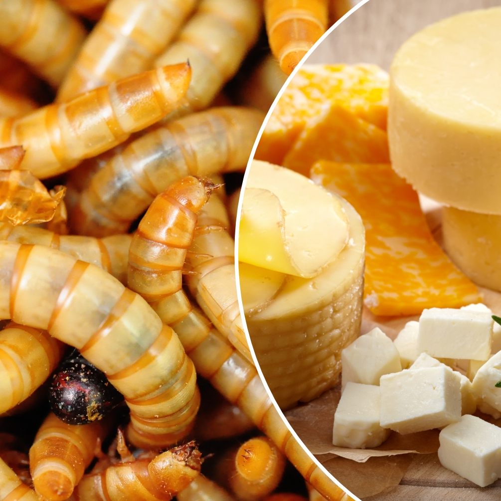 Laut EU-Verordnung kann das Mehlwurmpulver in einer Reihe von Produkten verwendet werden, muss aber deklariert werden.