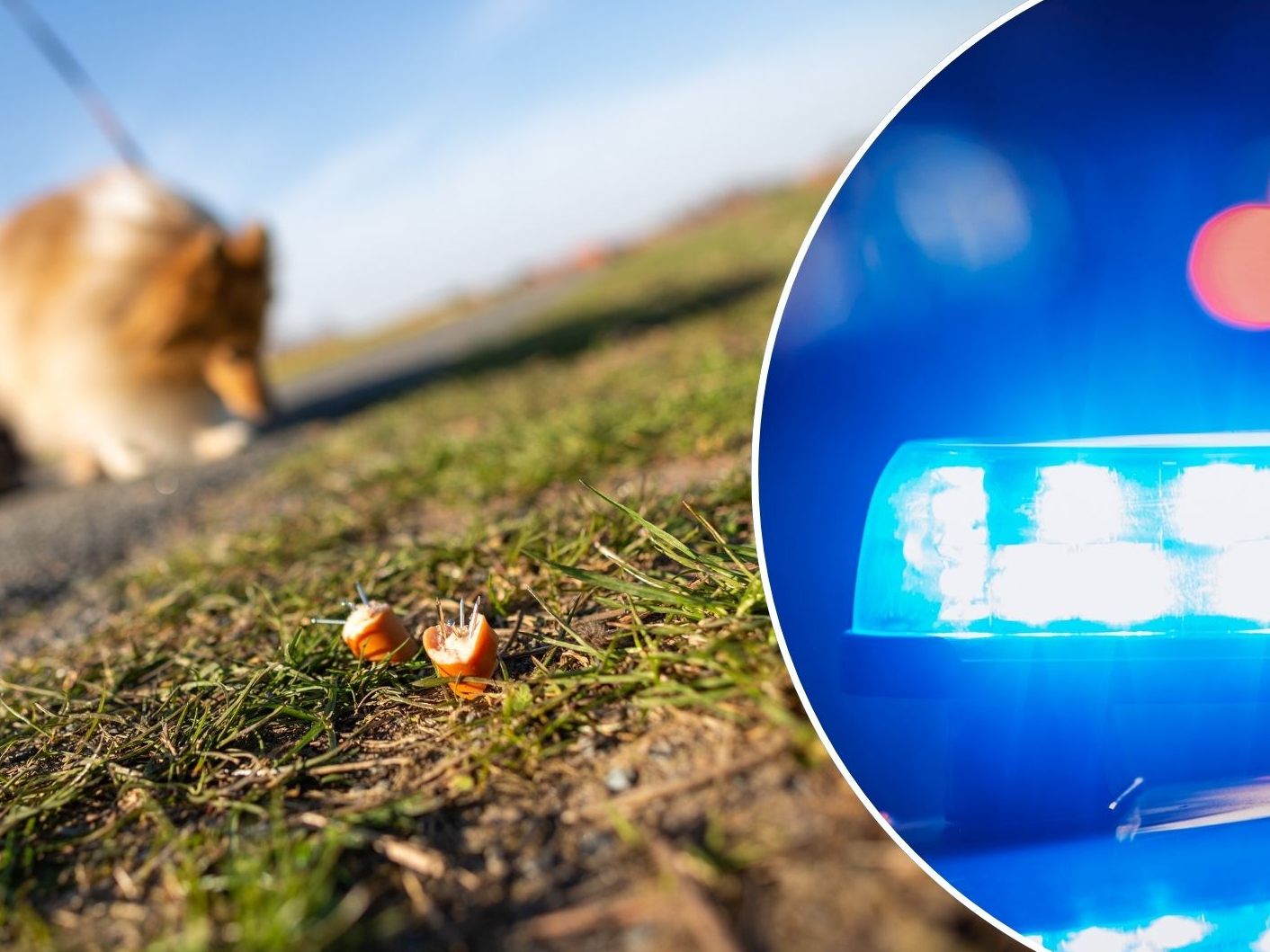Ein Hund verstarb infolge der Einnahme eines Giftköders - Polizei bittet um Hinweise (SYMBOLBILD) Ein Hund verstarb infolge der Einnahme eines Giftköders - Polizei bittet um Hinweise (SYMBOLBILD)