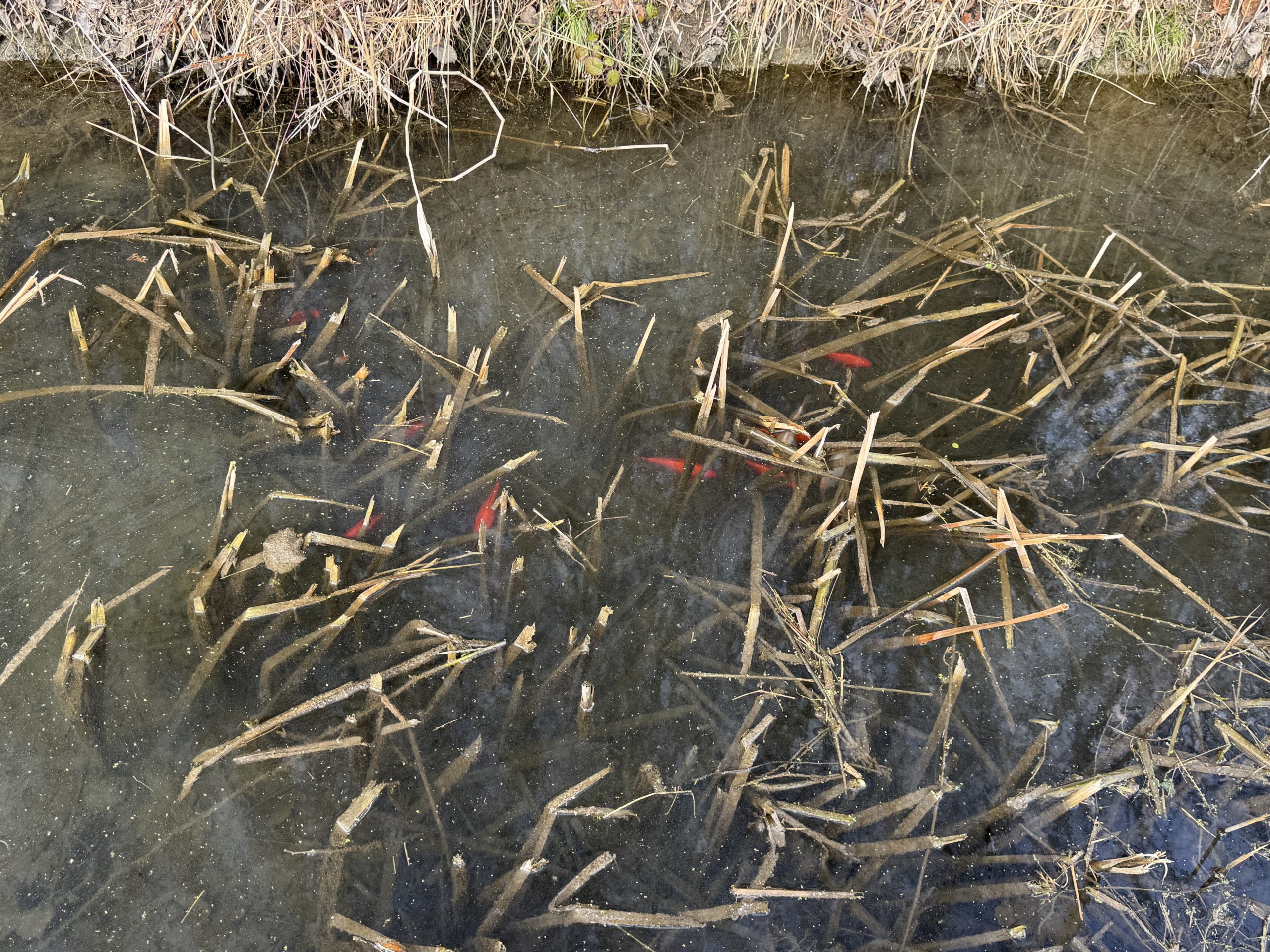 Fische Fische