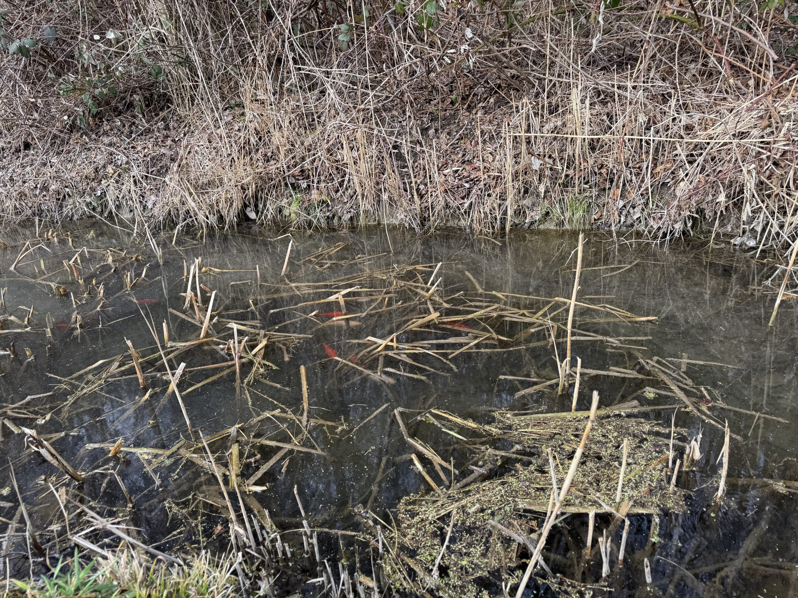 Fische Fische