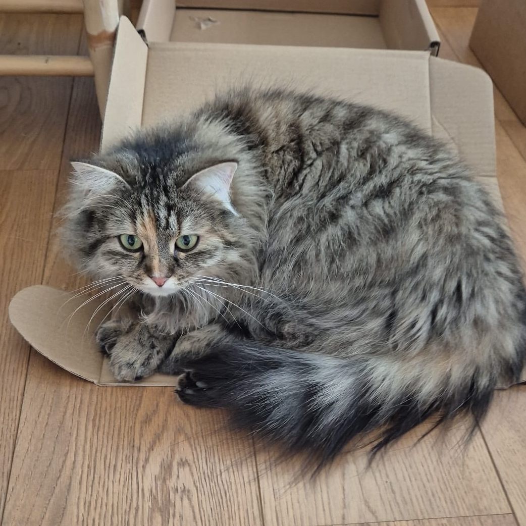 Katze Maggy wird vermisst