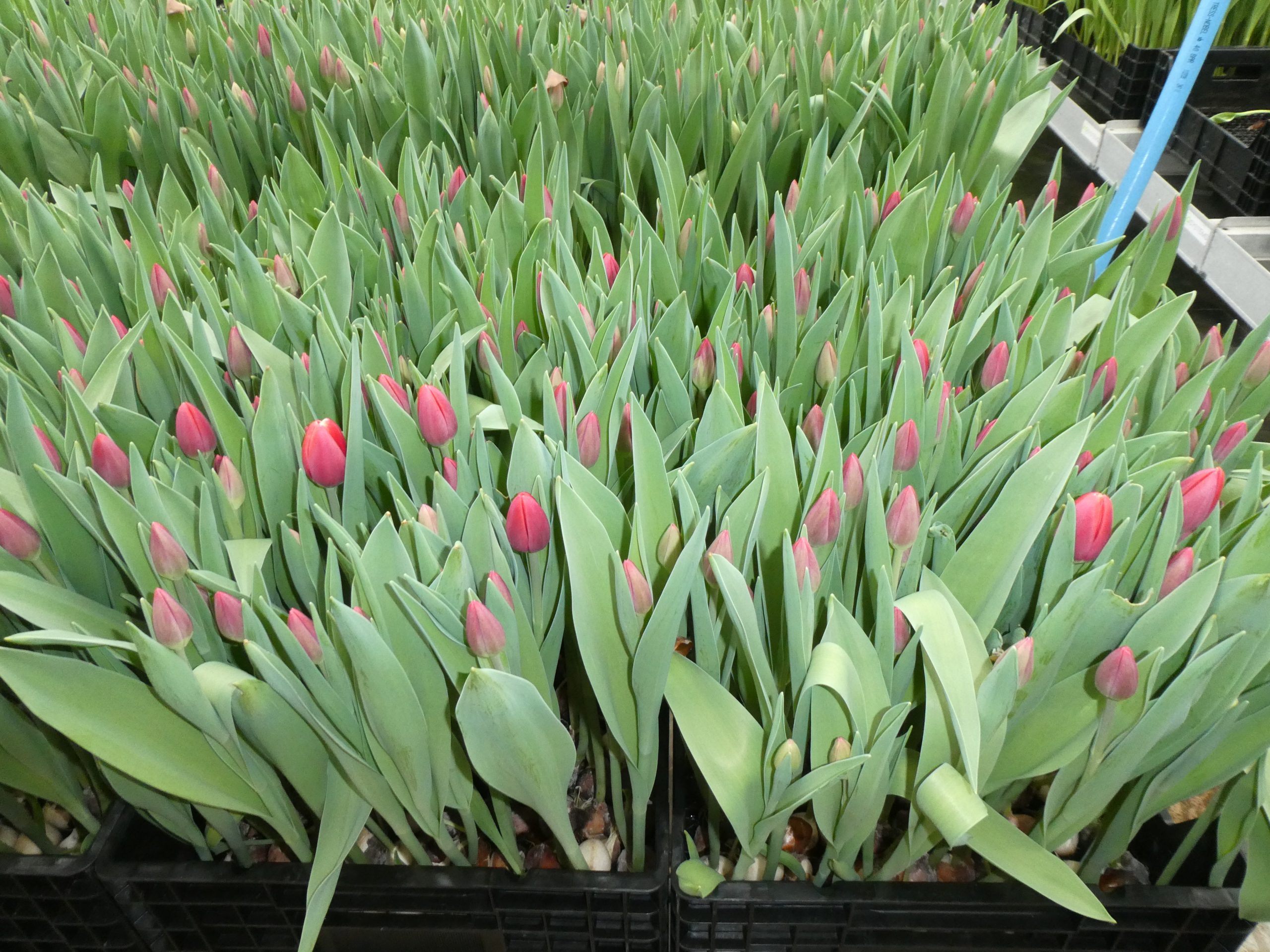 Detail der Tulpenproduktion