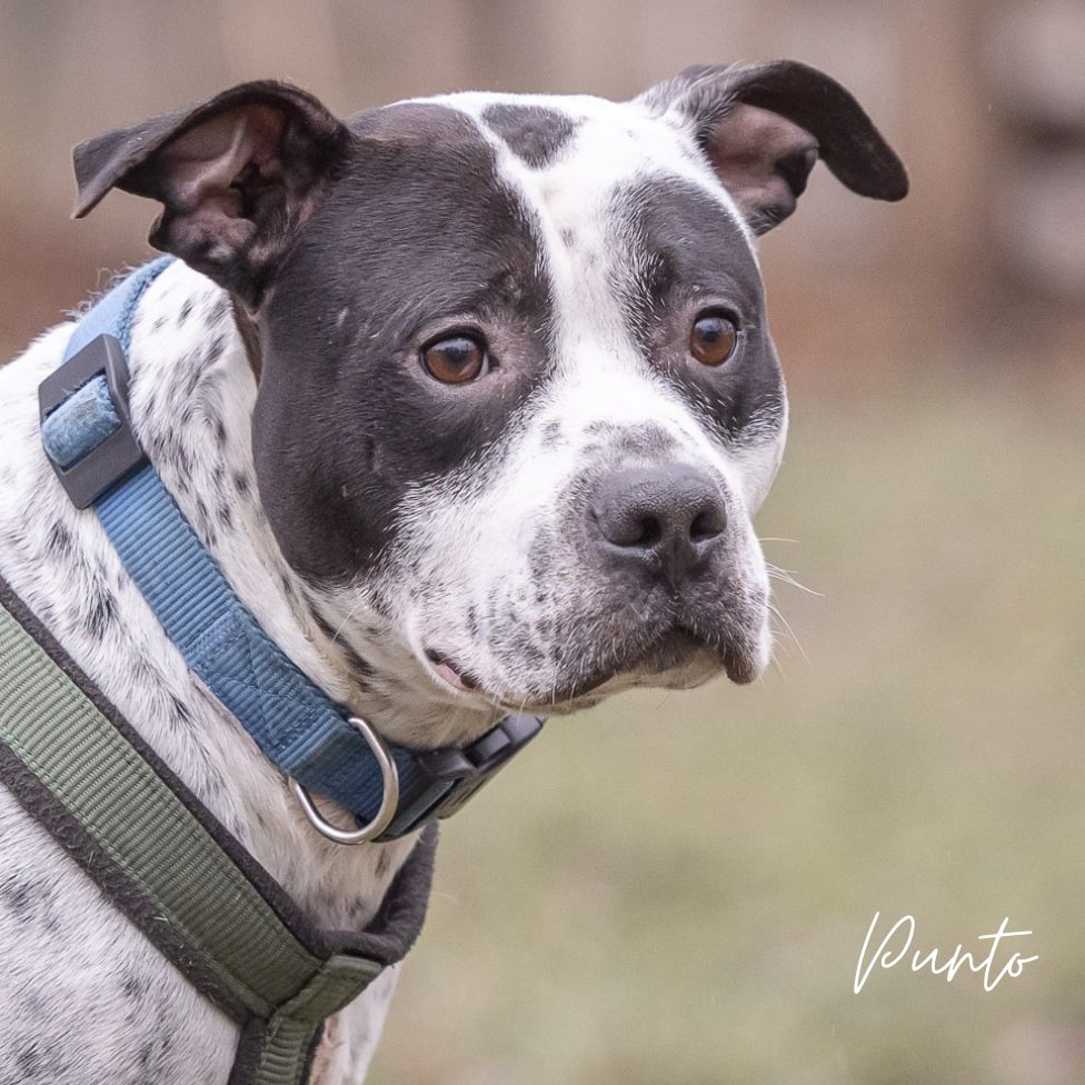 Punto hat endlich ein liebevolles Zuhause gefunden.