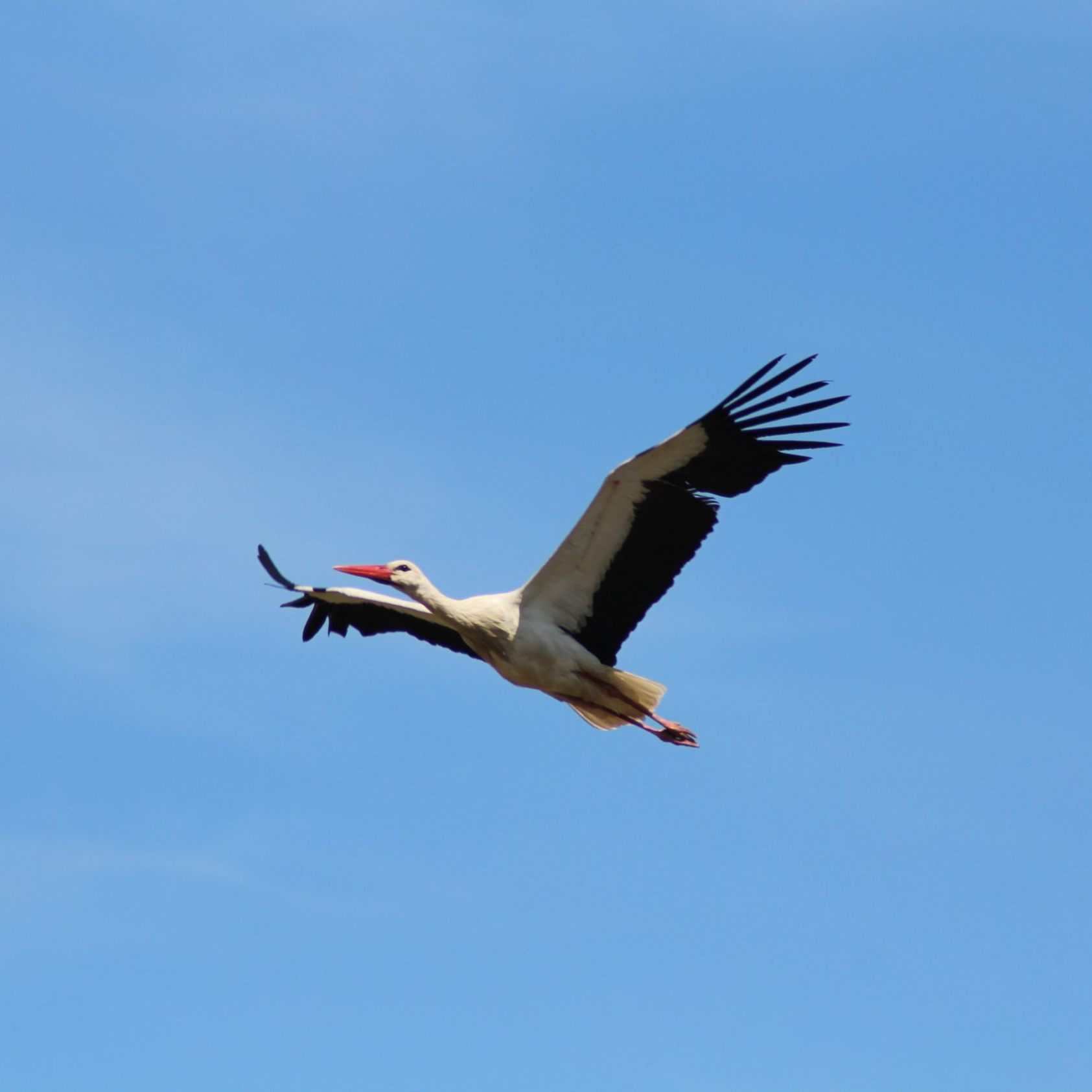 Ein Weißstorch im Flug.