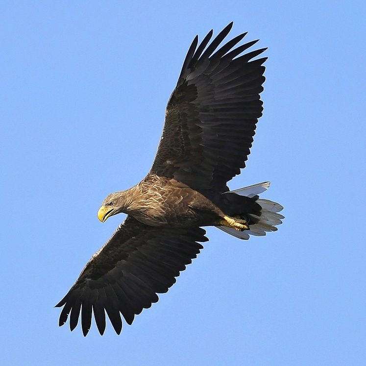 Der heimische Seeadler ist im Aufwind.