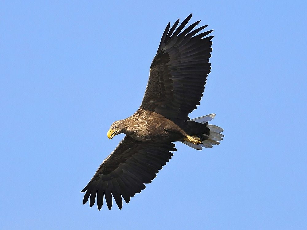 Der heimische Seeadler ist im Aufwind. Der heimische Seeadler ist im Aufwind.