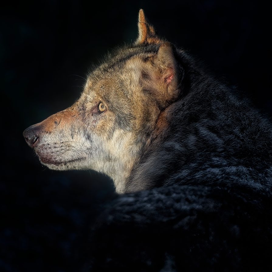 Ein toter Wolf in Tirol beschäftigt weiter die Polizei.