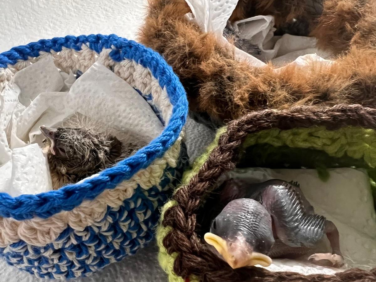 Wildtierbabys werden in den gehäkelten Nestchen vor Unterkühlung geschützt. Wildtierbabys werden in den gehäkelten Nestchen vor Unterkühlung geschützt.