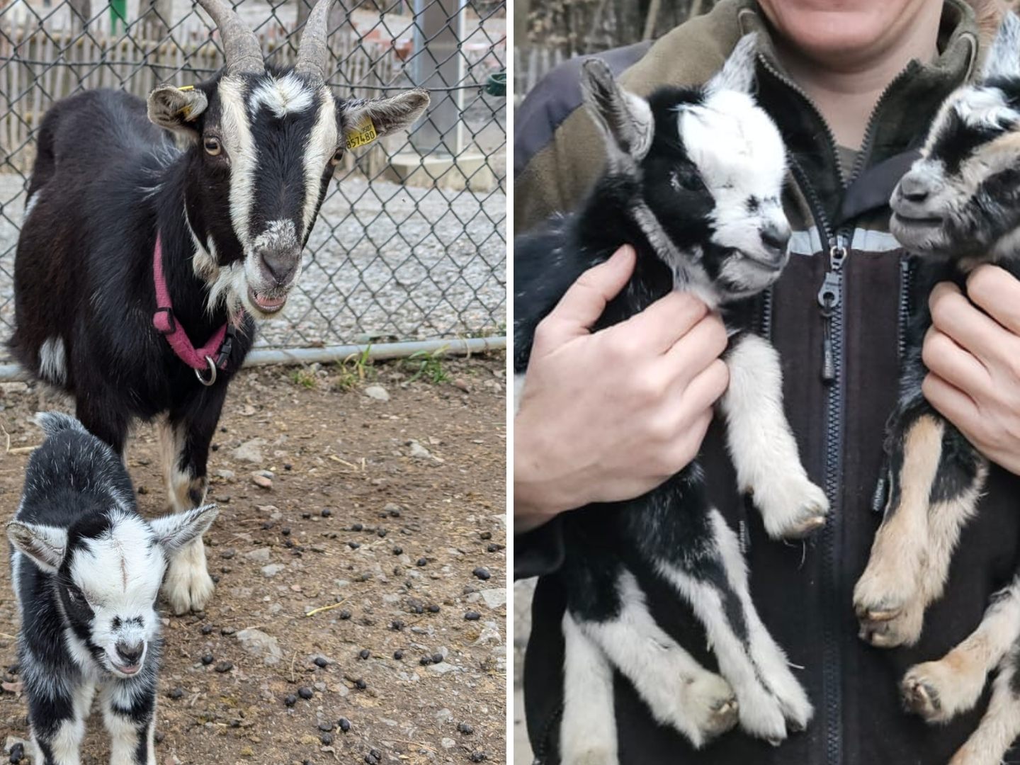 Ziegenmama und Brüderlein vermissen das Kitz.