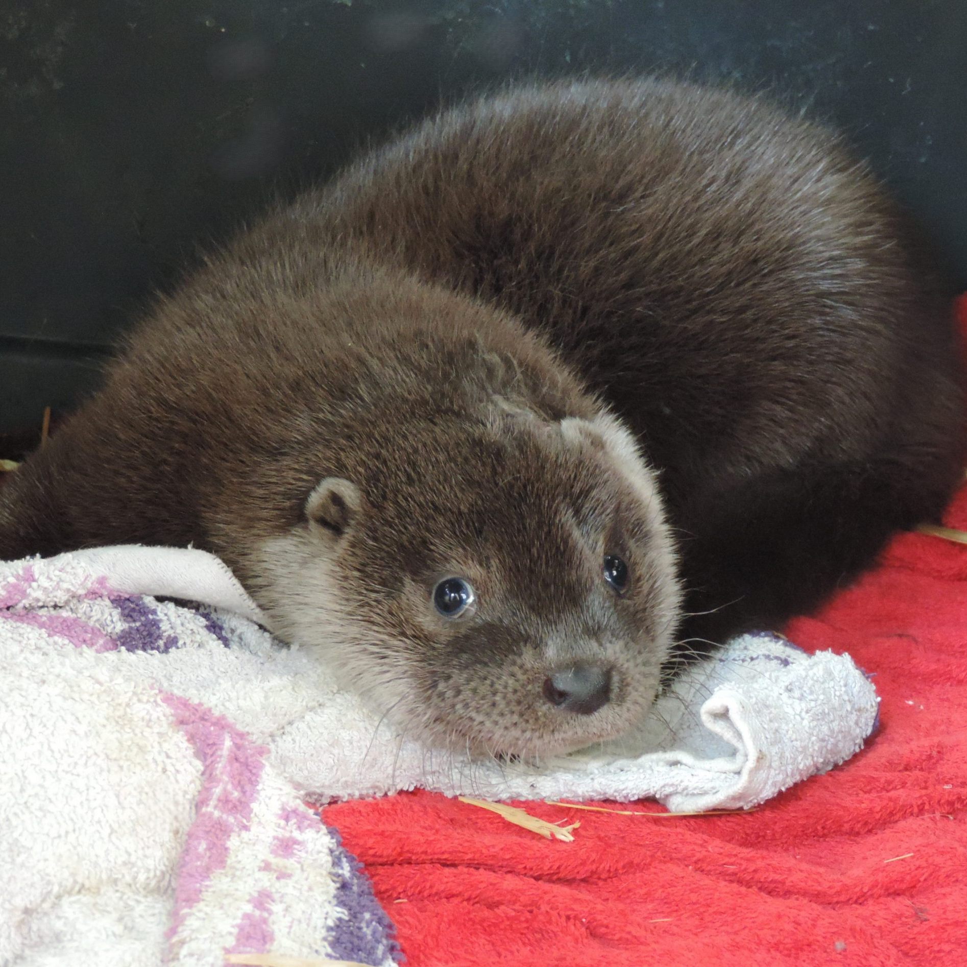 Das verletzte Otterbaby "Ottilie" wird in der EGS Haringsee gepflegt.