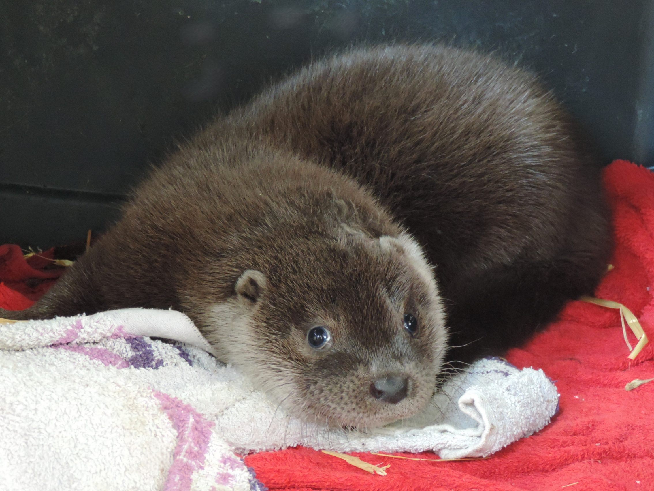 Das verletzte Otterbaby "Ottilie" wird in der EGS Haringsee gepflegt. Das verletzte Otterbaby "Ottilie" wird in der EGS Haringsee gepflegt.