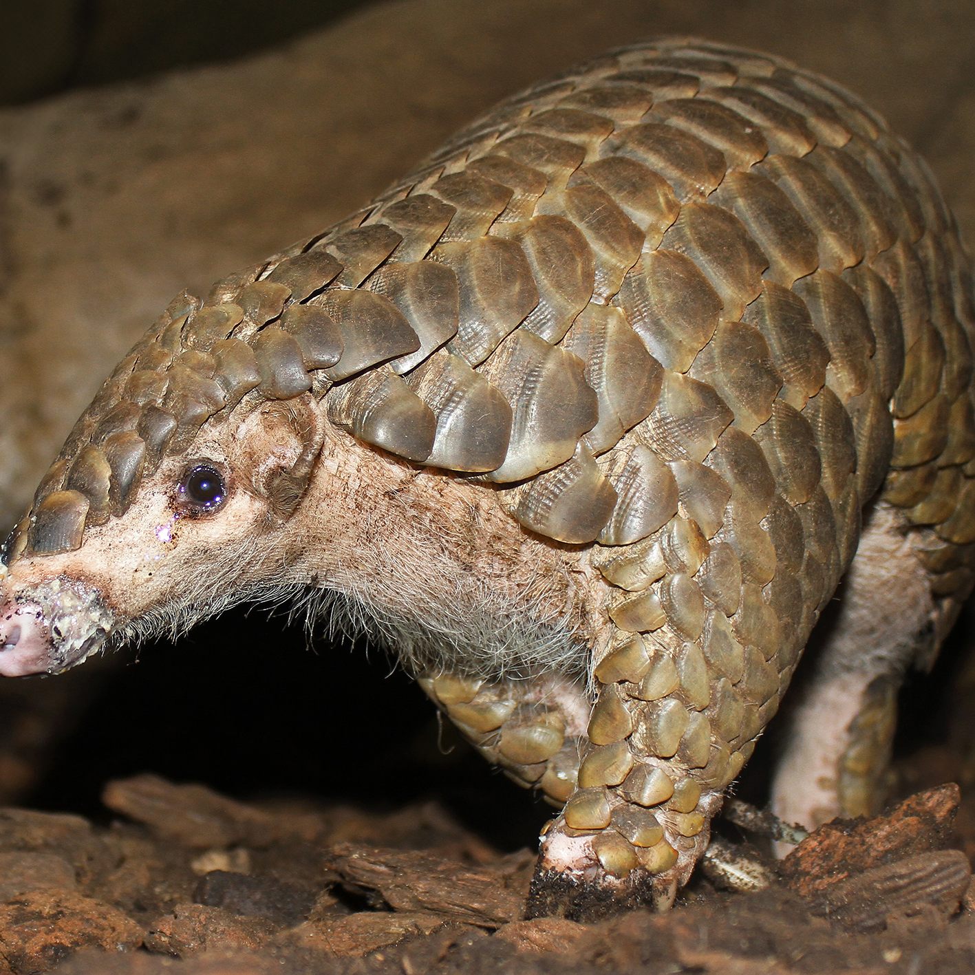 Tiergarten Schönbrunn in Zukunft mit Chinesischen Schuppentieren. Das Foto zeigt ein Tier im Zoo Leipzig.