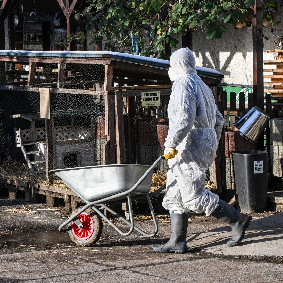 Warnung für Reisen zu Ostern wegen der Maul- und Klauenseuche.
