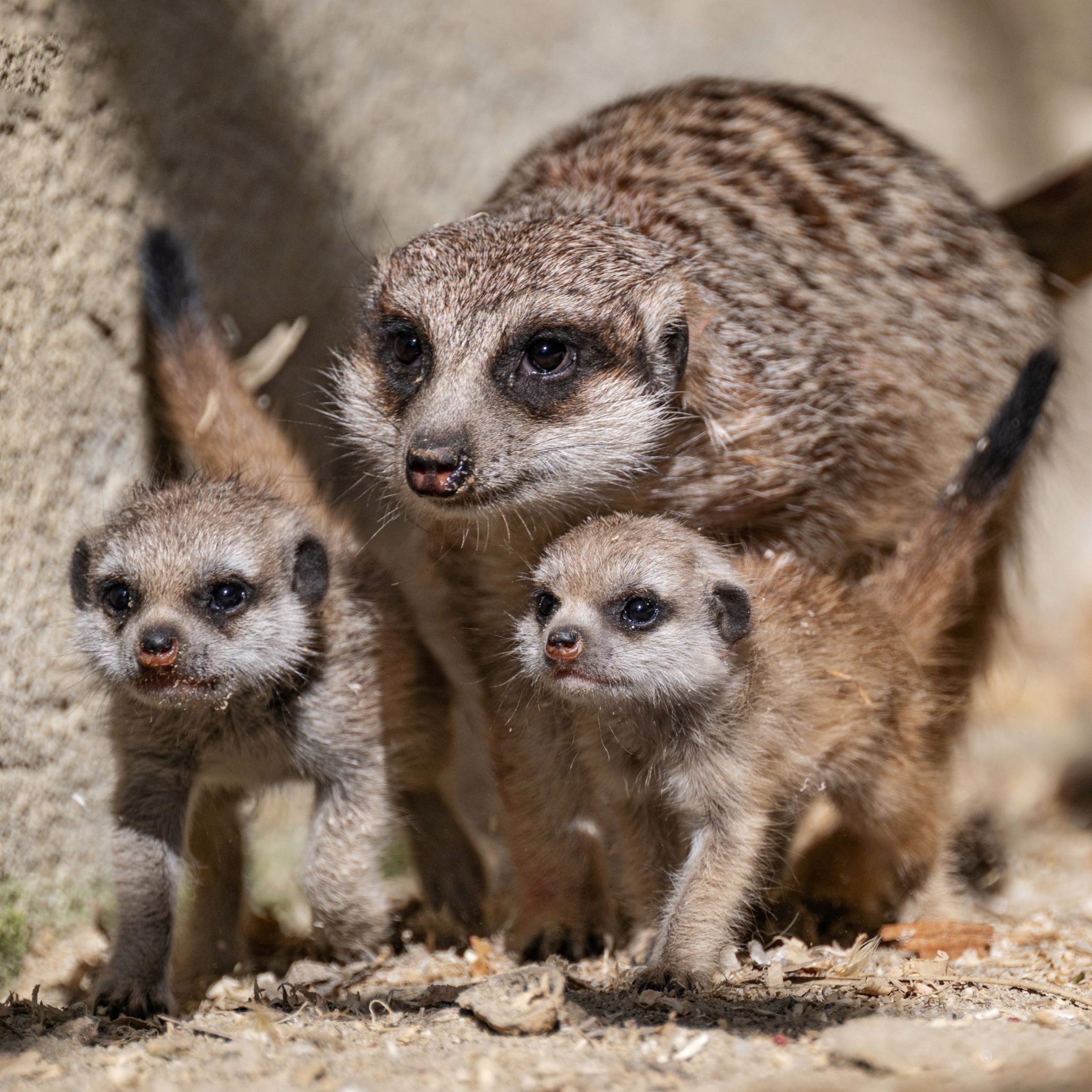 Zoo Schmiding mit Erdmännchen-Babys.