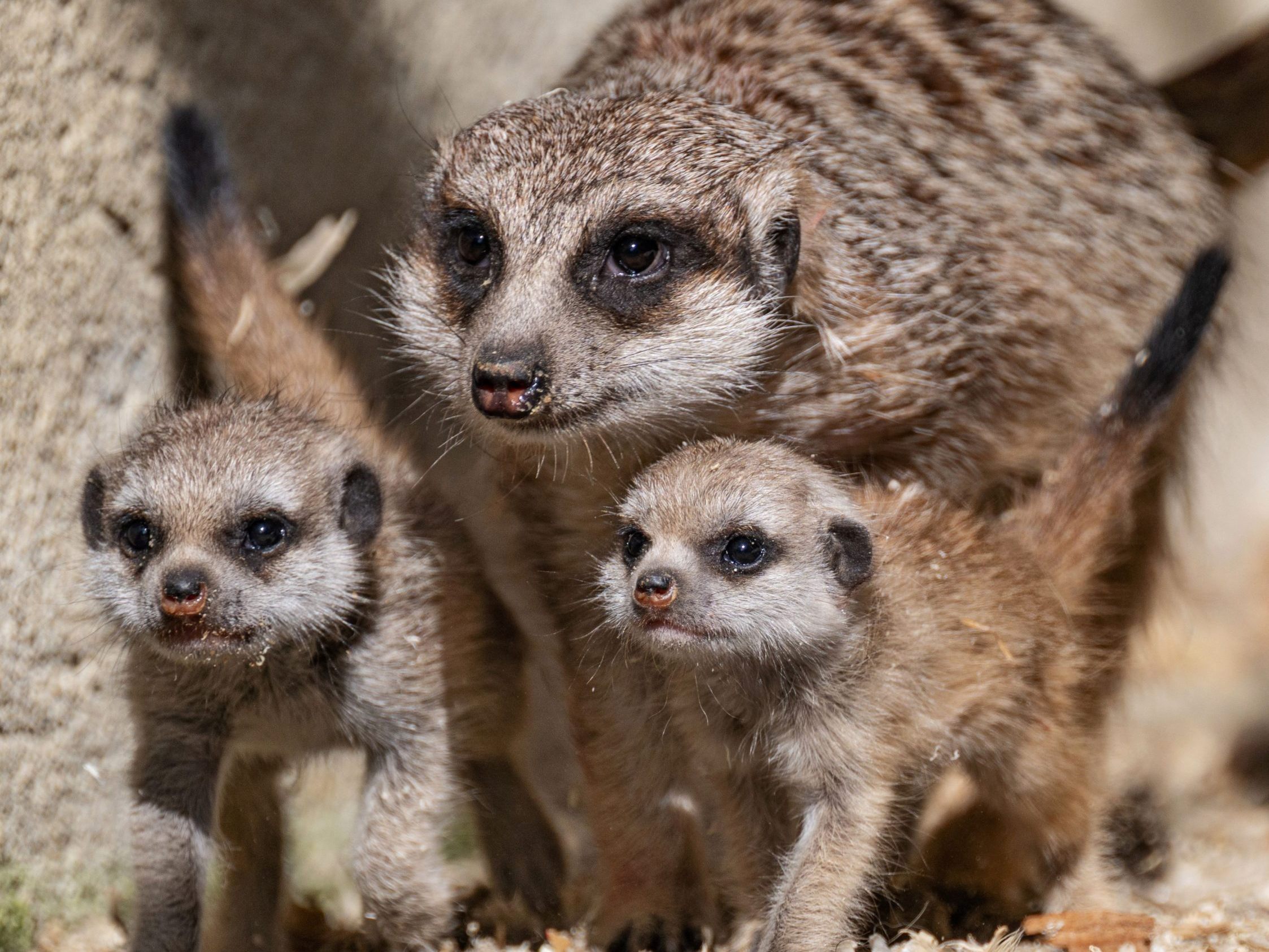 Zoo Schmiding mit Erdmännchen-Babys.