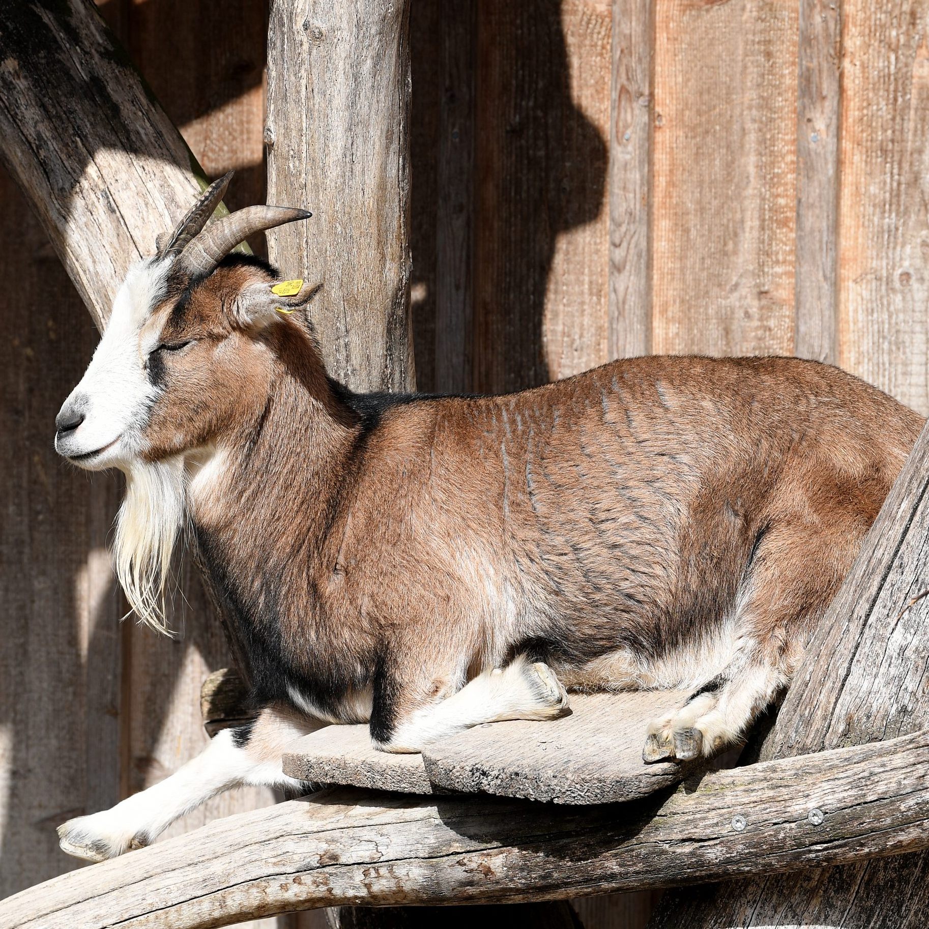 Der Wiener Tiergarten Schönbrunn schließt seinen Streichelzoo.