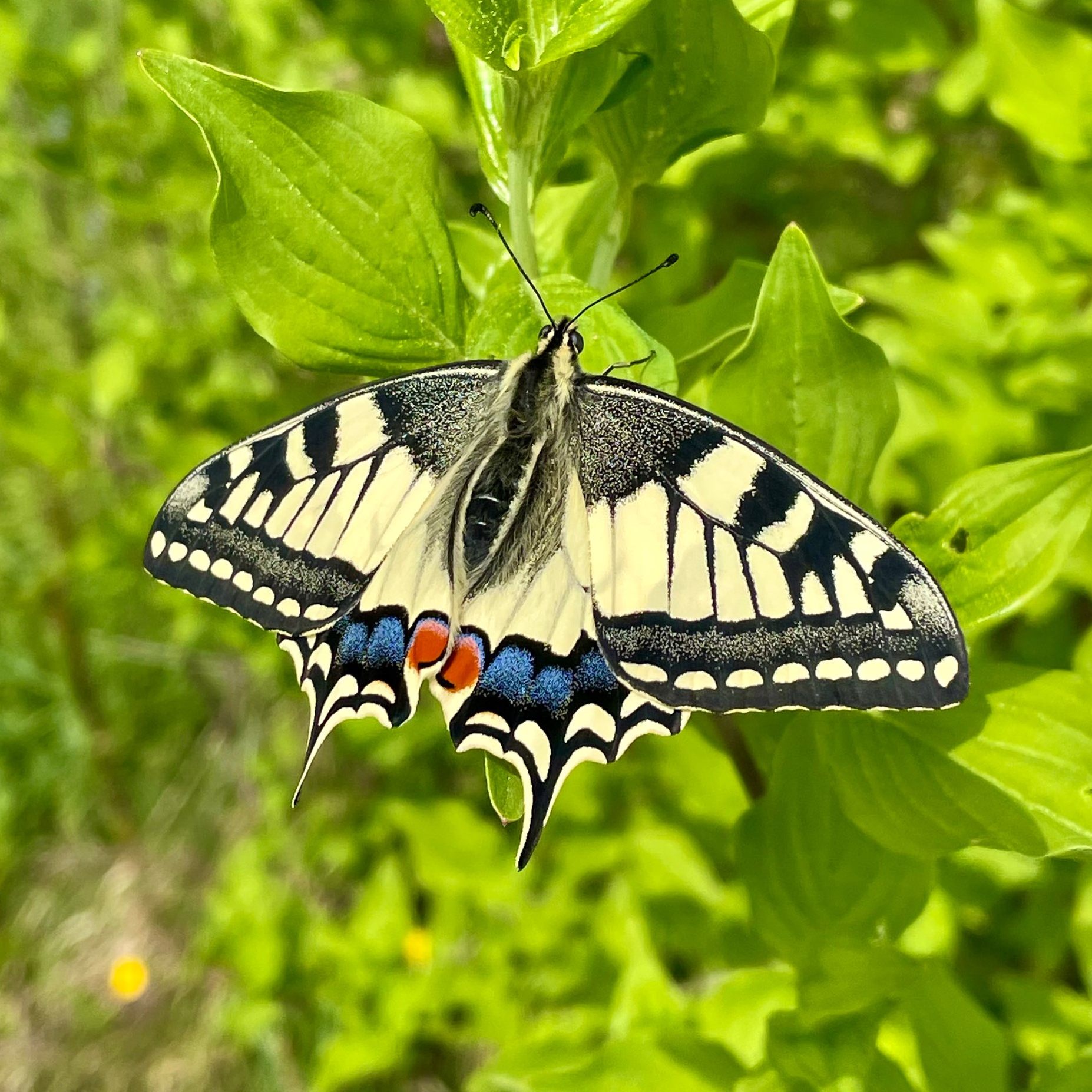 Der Schwalbenschwanz ist der Schmetterling des Jahres 2025.