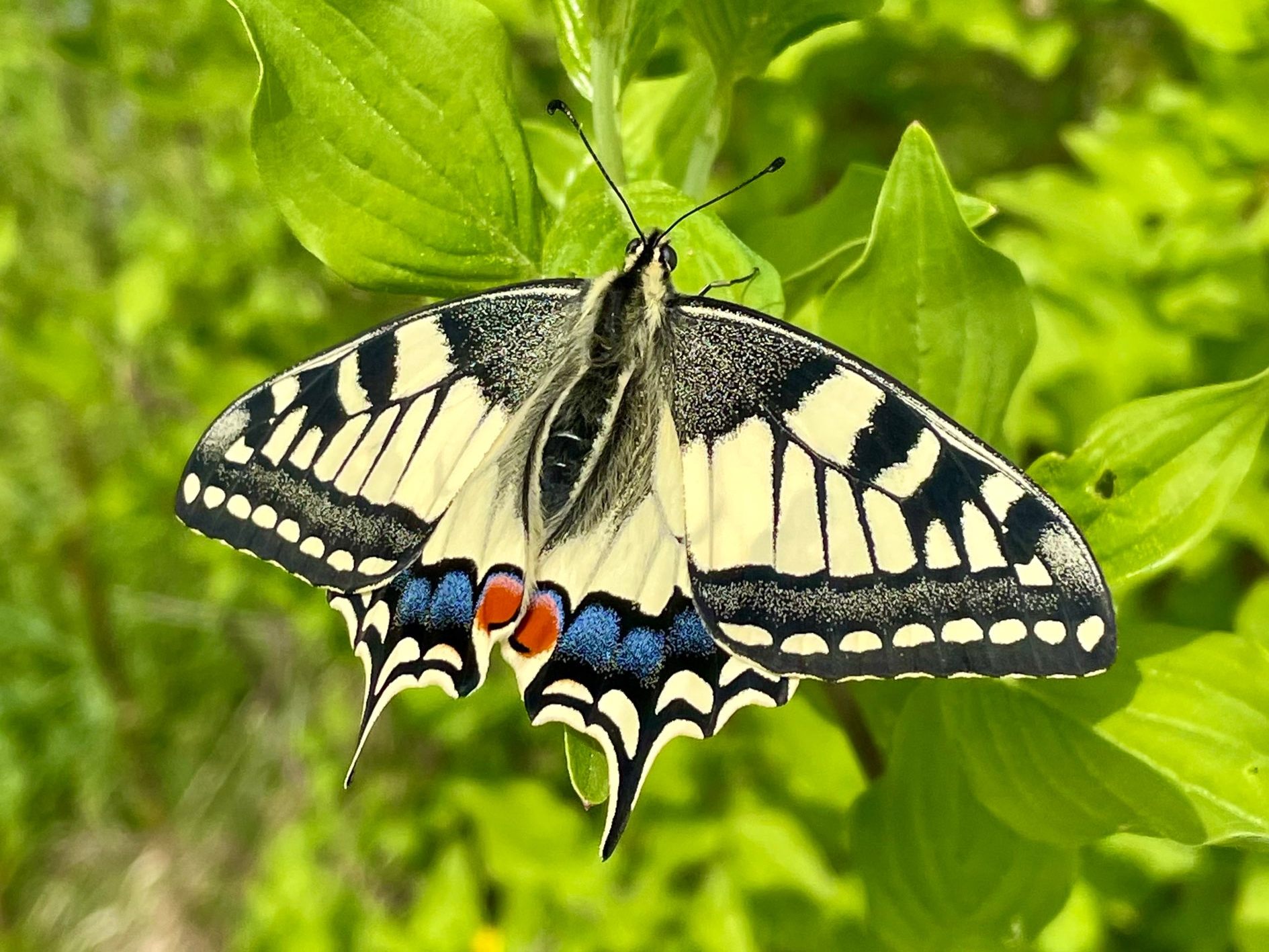 Der Schwalbenschwanz ist der Schmetterling des Jahres 2025. Der Schwalbenschwanz ist der Schmetterling des Jahres 2025.