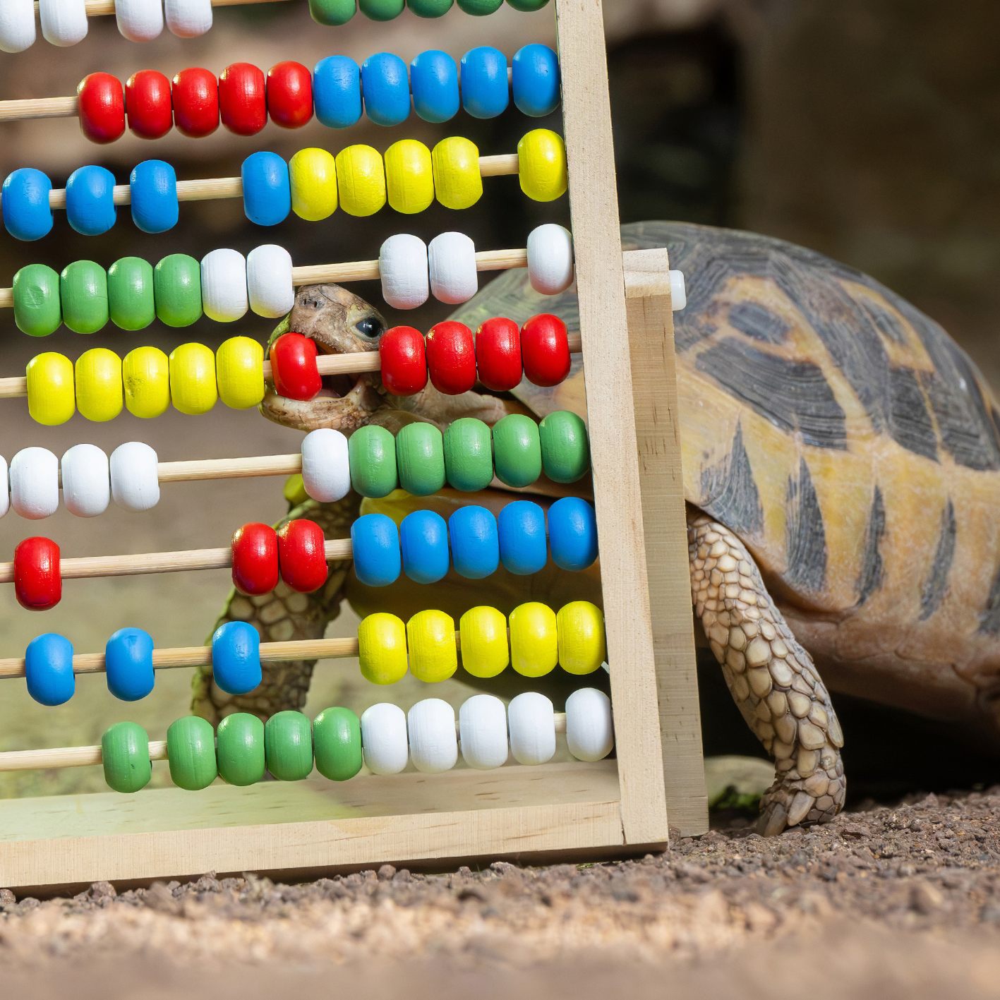 Die Tierpopulation im Tiergarten Schönbrunn geht zurück.
