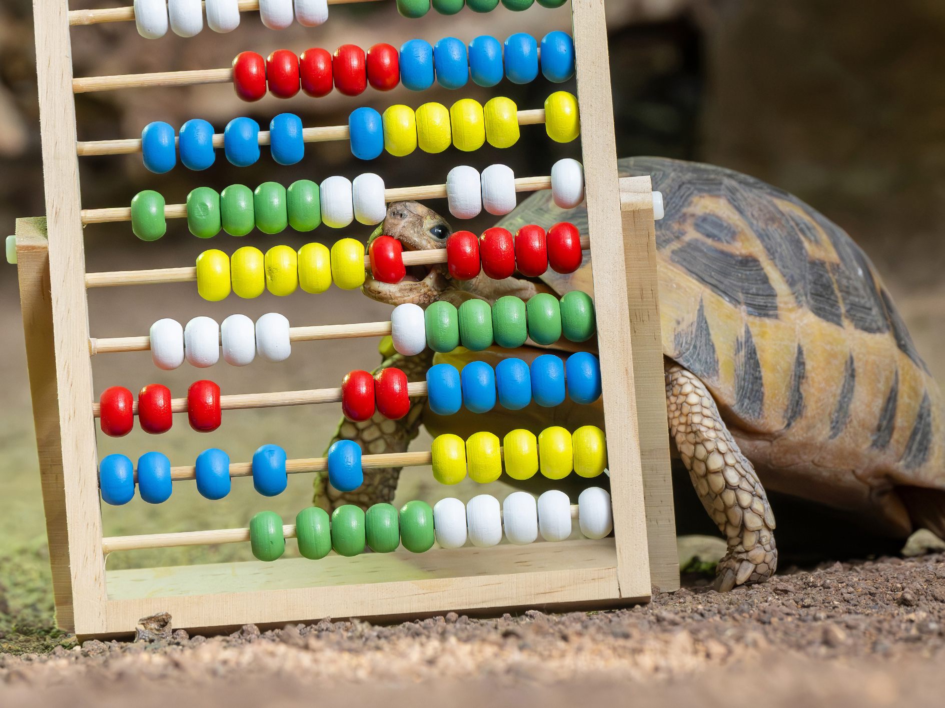 Die Tierpopulation im Tiergarten Schönbrunn geht zurück.