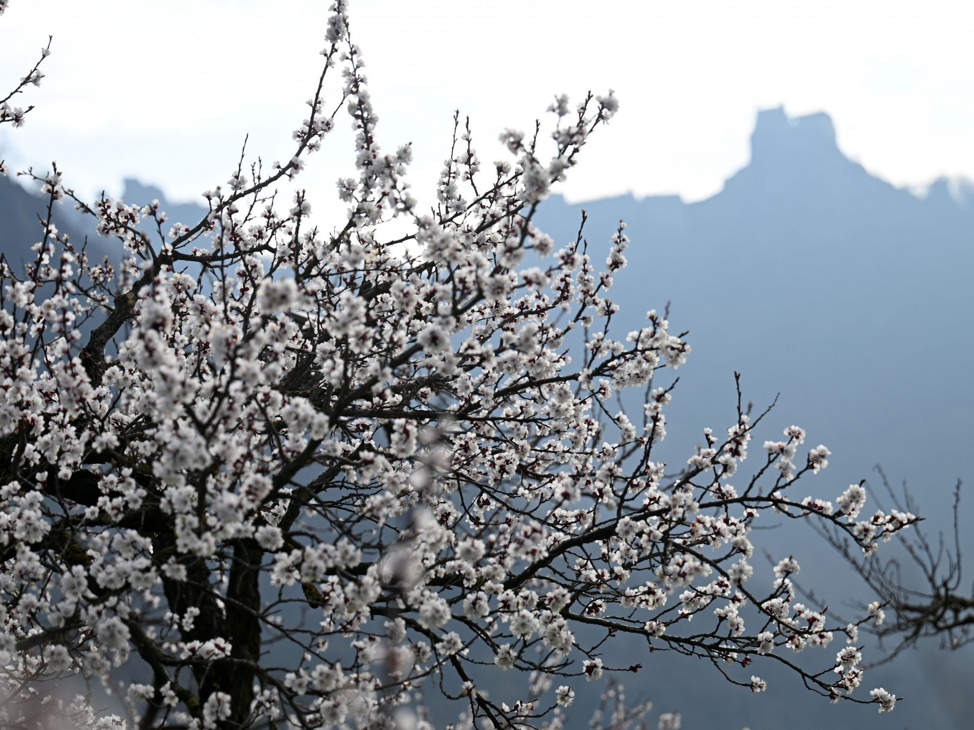 Marillenblüte in der Wachau im Vorjahr.