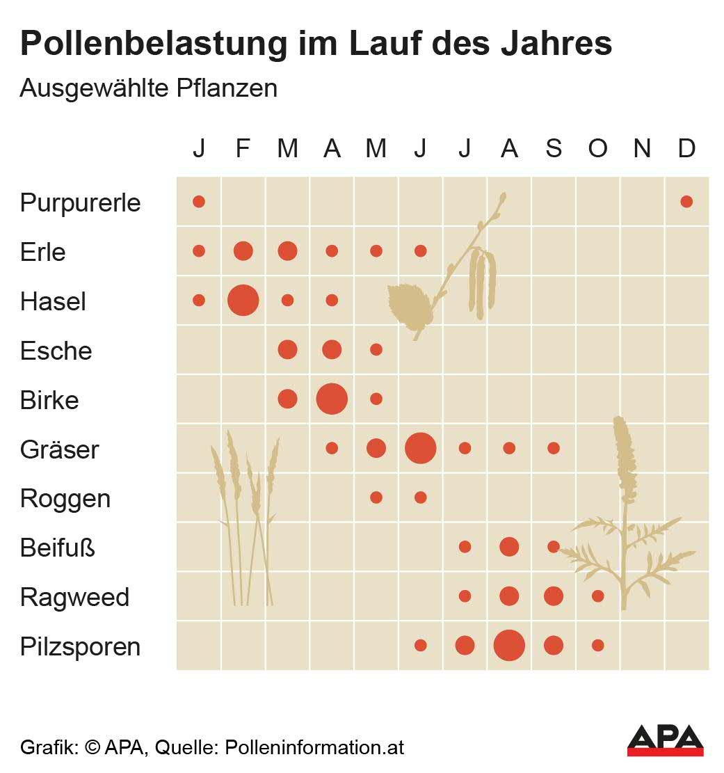 Pollen ausgewhlter Pflanzen, Kalender; Die Auslieferung der APA-Grafiken als Embed-Code ist ausschlie§lich Kunden mit einer gltigen Vereinbarung fr Grafik-Pauschalierung vorbehalten. Dabei inkludiert sind automatisierte Schrift- und Farbanpassungen an die jeweilige CI. Fr weitere Informationen wenden Sie sich bitte an unser Grafik-Team unter grafik@apa.at. GRAFIK 0376-25, 88 x 94 mm