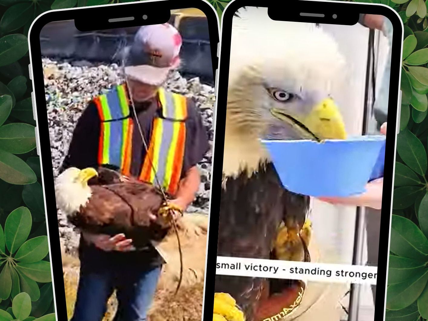 Mit viel Geduld und Fürsorge wird einem Adler geholfen. Mit viel Geduld und Fürsorge wird einem Adler geholfen.