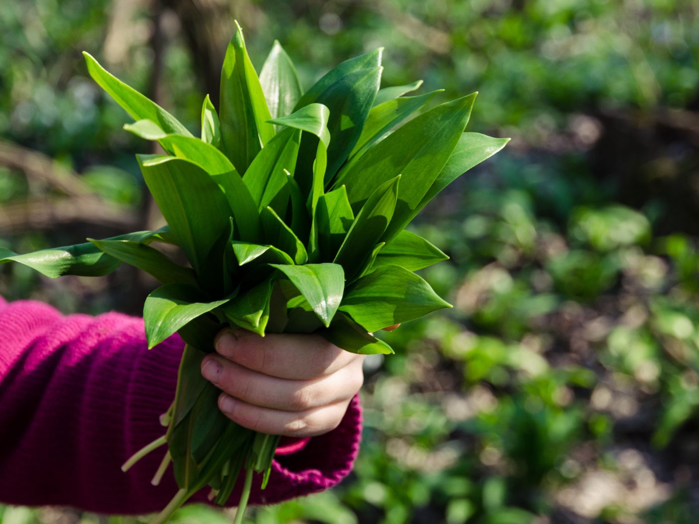 Bärlauch sieht Maiglöckchen und Herbstzeitlosen zum Verwechseln ähnlich, was tödlich enden kann. Bärlauch sieht Maiglöckchen und Herbstzeitlosen zum Verwechseln ähnlich, was tödlich enden kann.