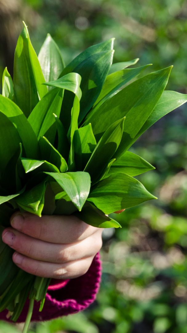 Bärlauch sieht Maiglöckchen und Herbstzeitlosen zum Verwechseln ähnlich, was tödlich enden kann.