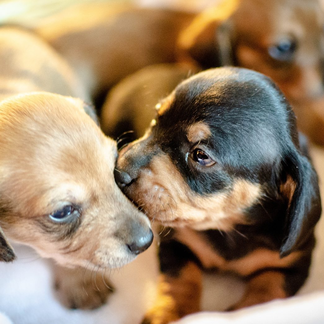 Tiere werden in den letzten Jahren häufig über das Internet gekauft, Zustellung inklusive.
