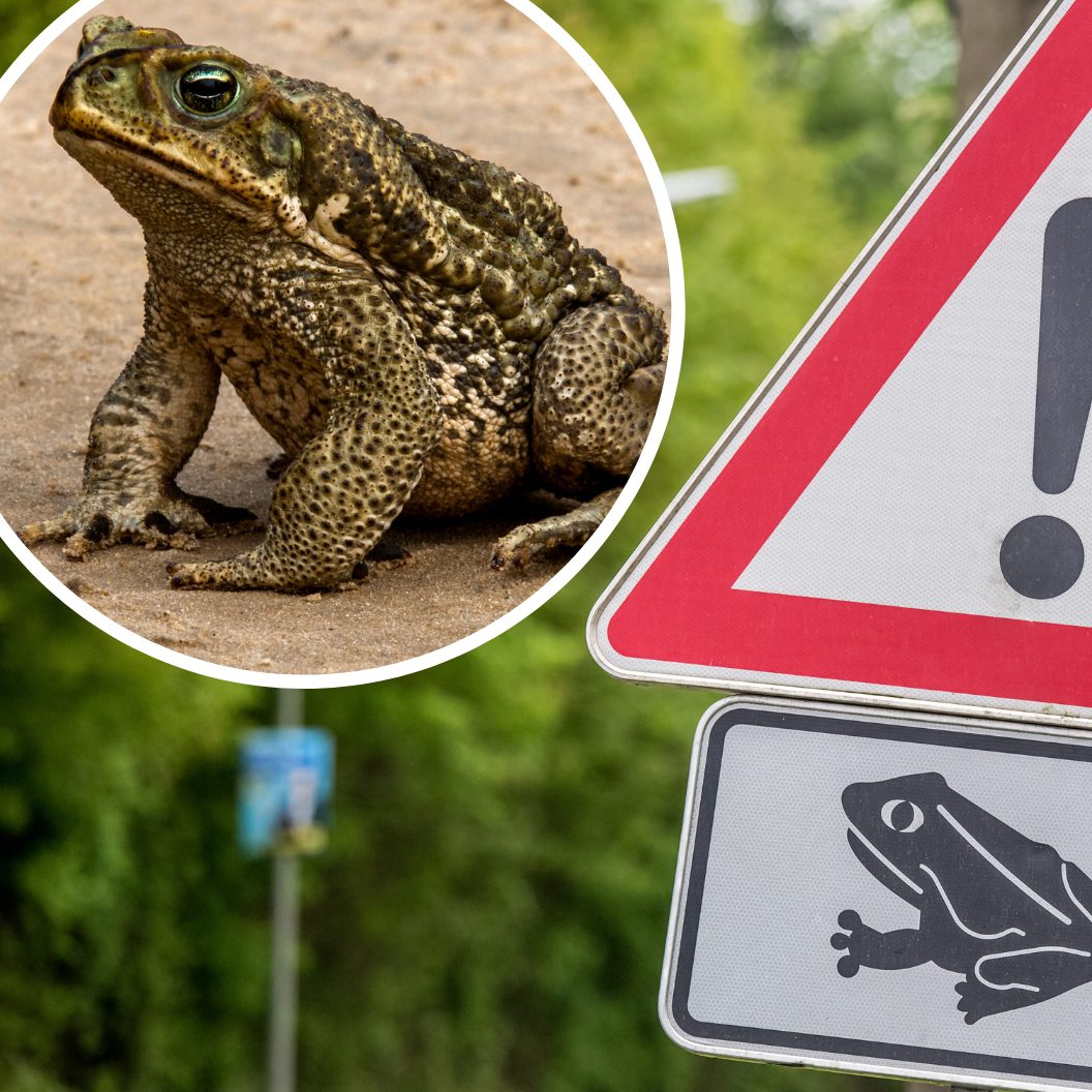 Vorsicht: "Quaxi" und seine Freunde sind heuer früher unterwegs.