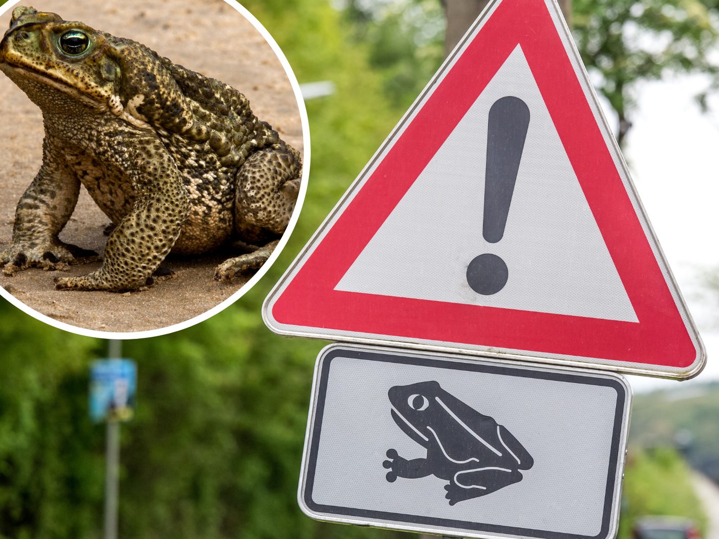 Vorsicht: "Quaxi" und seine Freunde sind heuer früher unterwegs. Vorsicht: "Quaxi" und seine Freunde sind heuer früher unterwegs.
