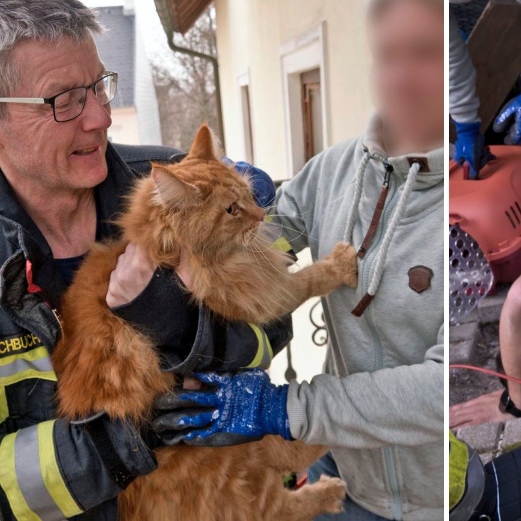 Für den Stubentiger „Odin“ gab es ein Happy End.