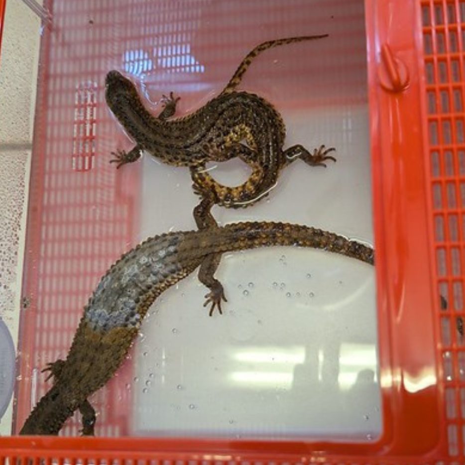 Sieben lebende Warane wurden sichergestellt.