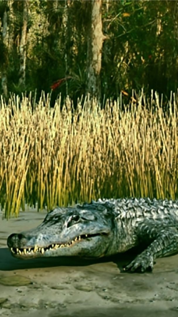 Die Alligatoren von Hernals lebten viel länger dort als bislang angenommen.