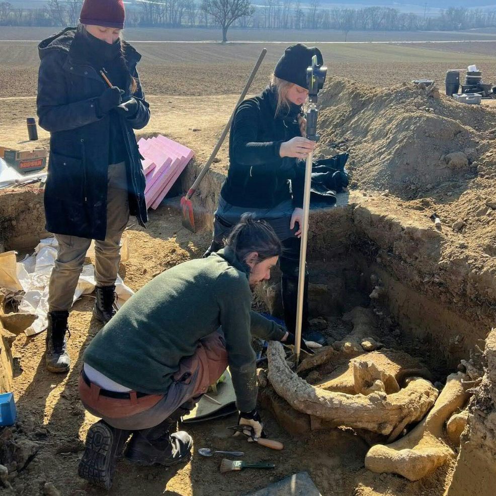 Bei Ausgrabungen in Langmannersdorf in Niederösterreich wurde ein Mammut-Schlachtplatz entdeckt.