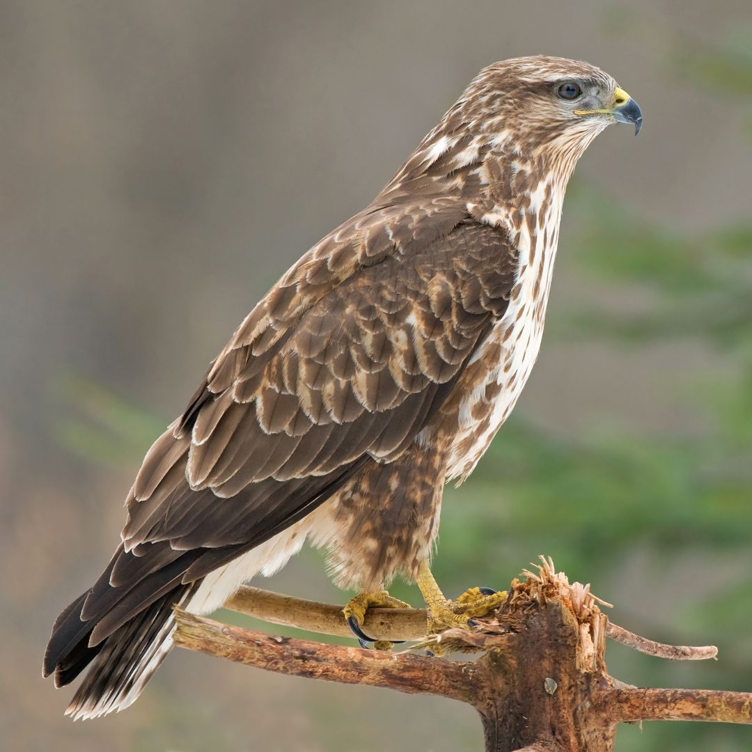 Im Nordburgenland wurde ein Mäusebussard illegal abgeschossen.