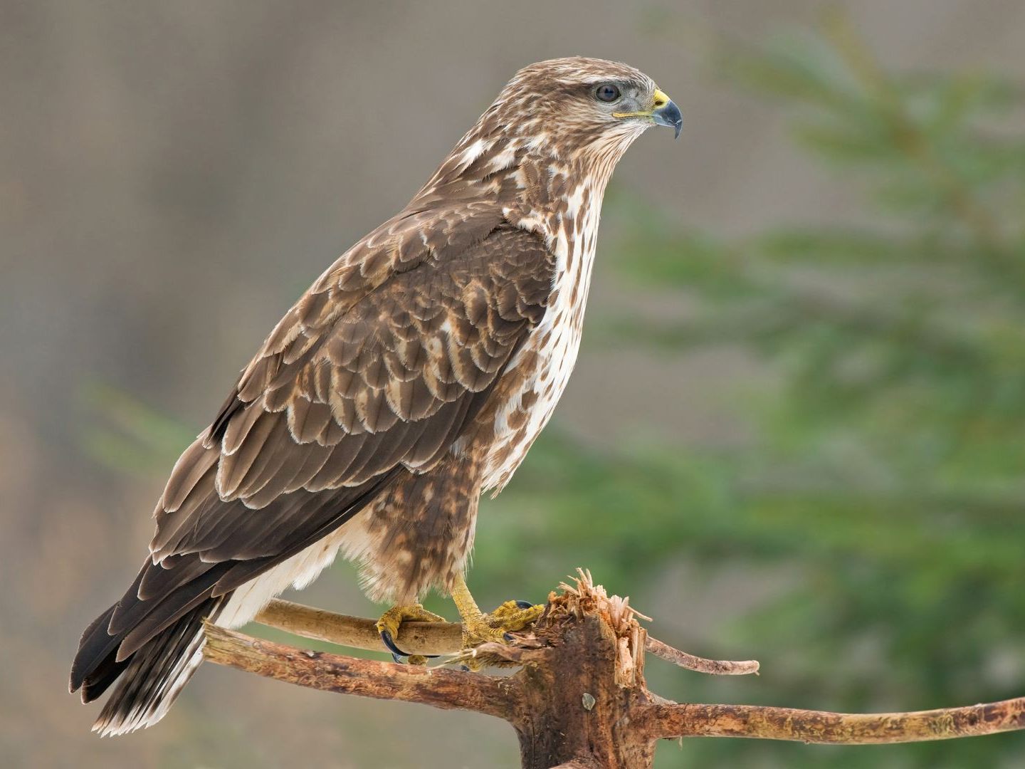 Im Nordburgenland wurde ein Mäusebussard illegal abgeschossen.