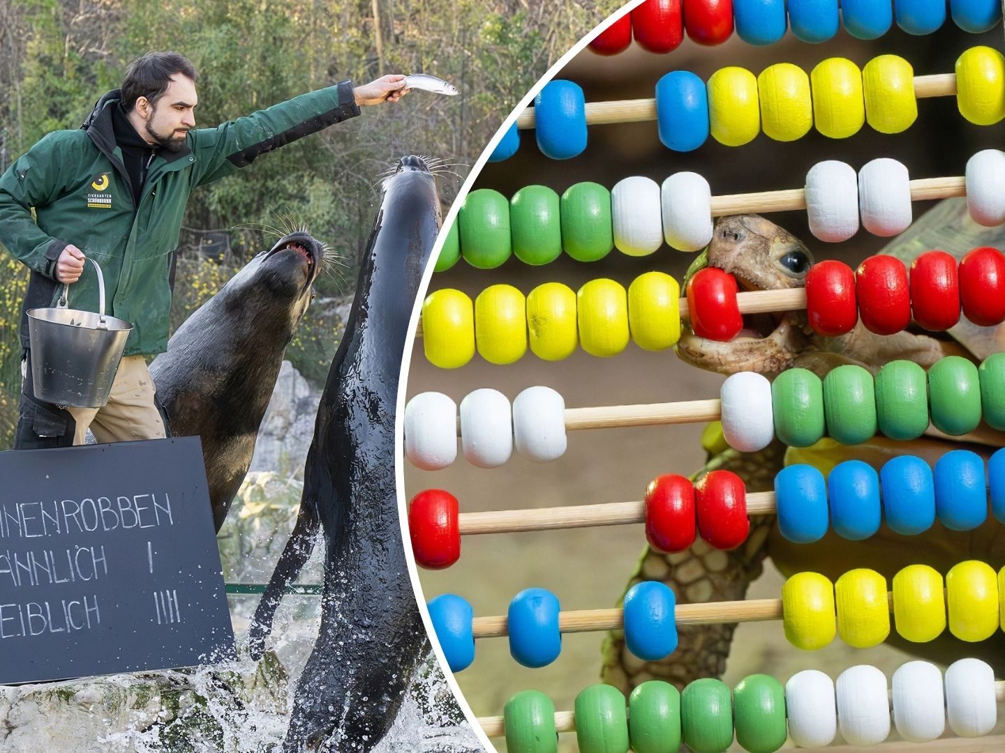 Tiere aus über 518 Arten und Haustierrassen wurden im Tiergarten Schönbrunn erfasst.