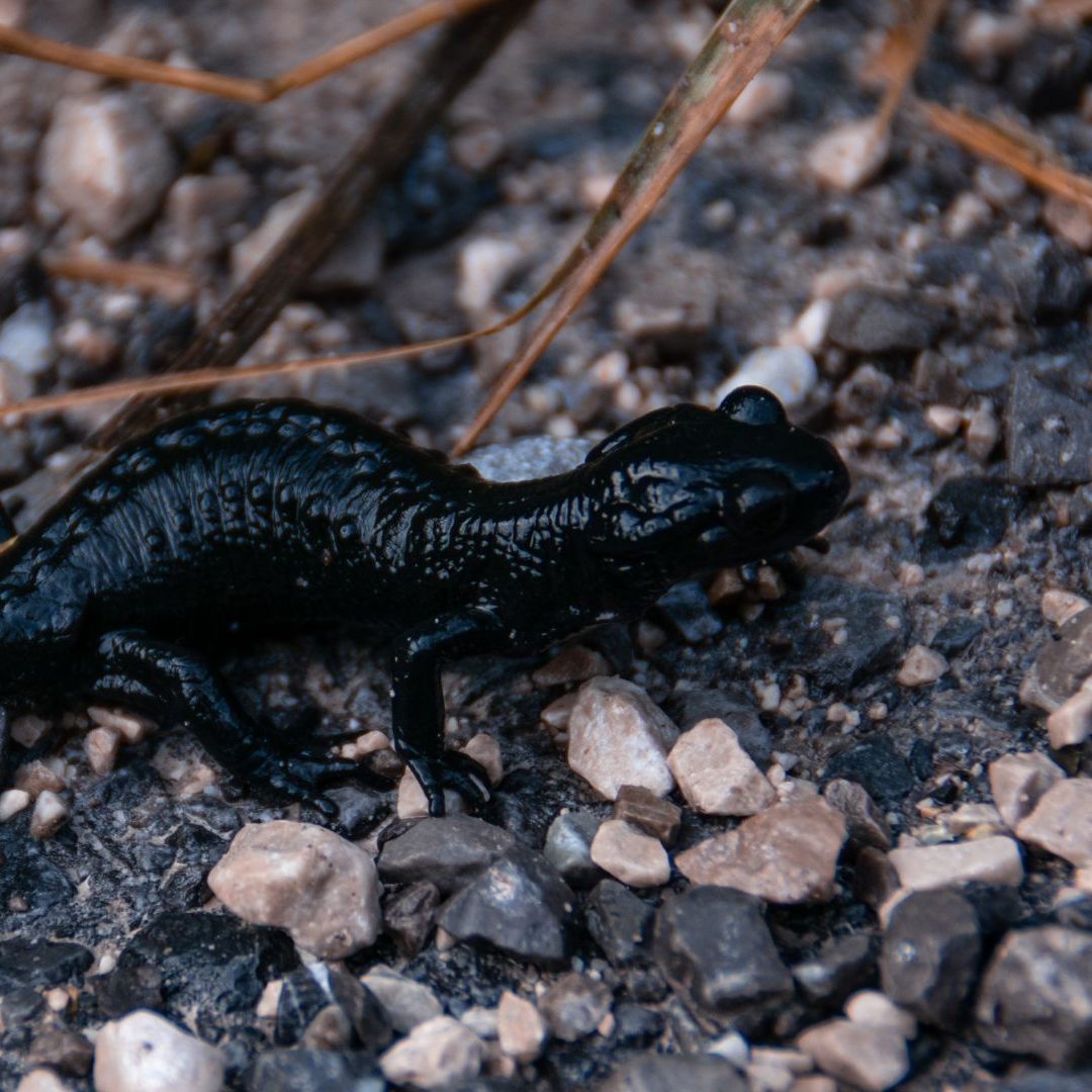 Einige Tiere, wie der Alpensalamander, benötigen kein Laichgewässer und können nur schwer nachgewiesen werden.