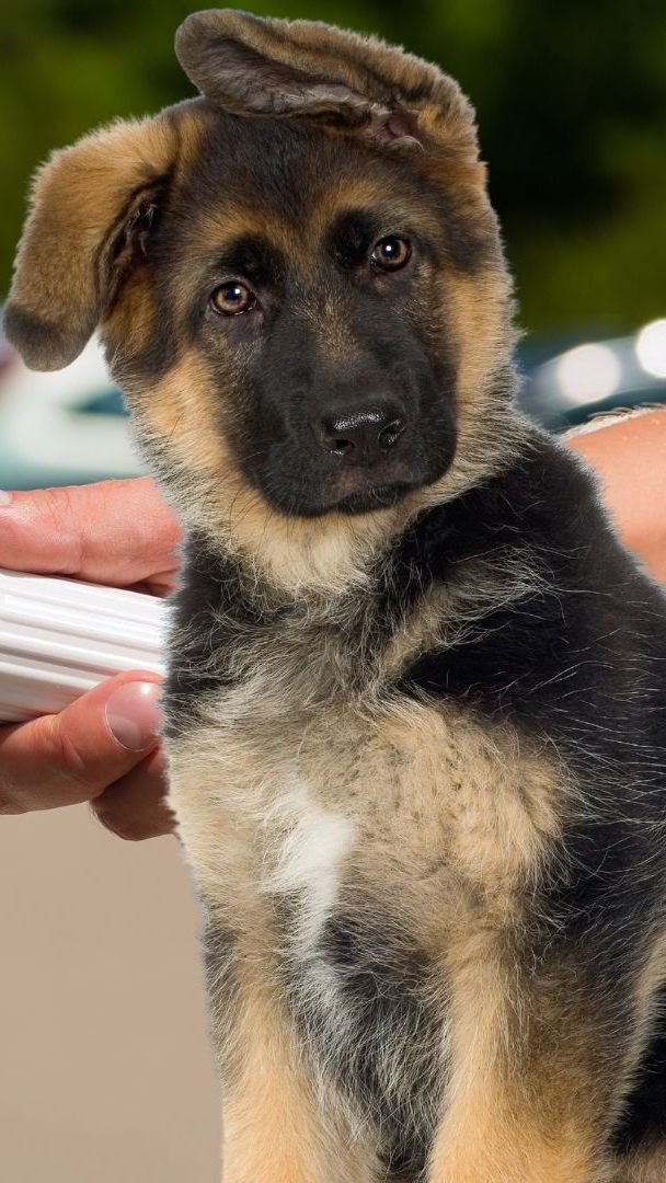 Die Polizei nahm dem 22-Jährigen die Tiere ab.